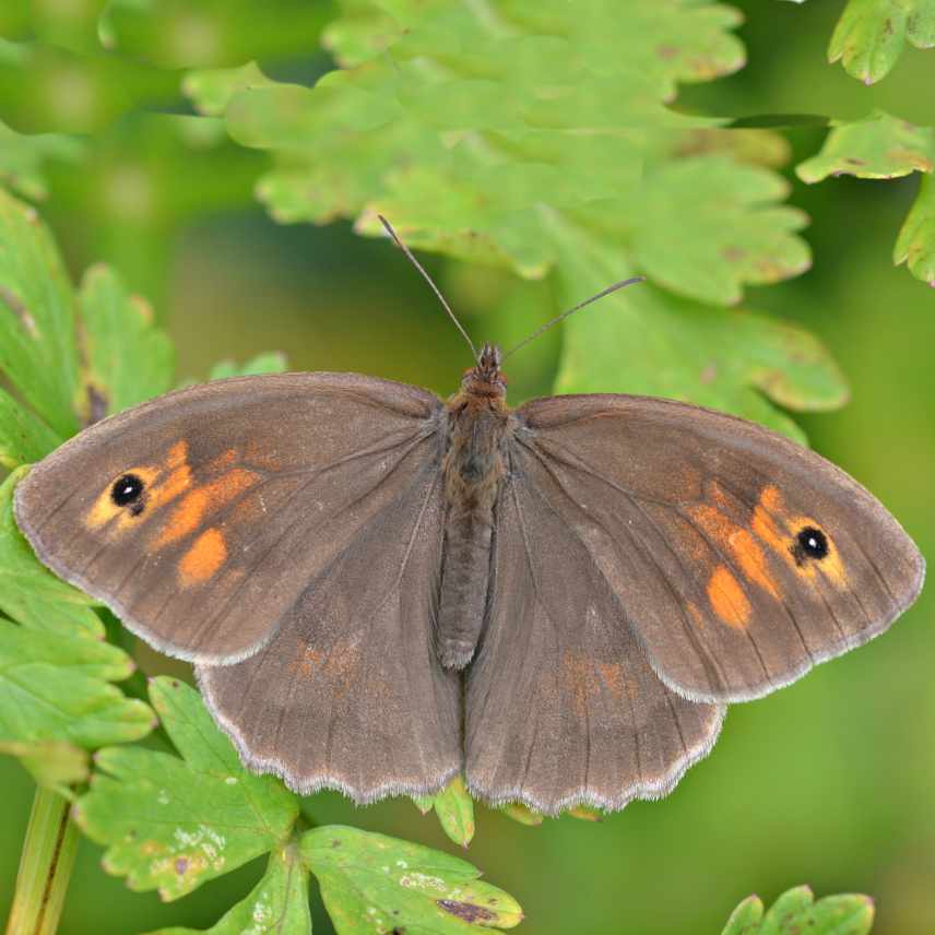 Meadow Brown Butterfly