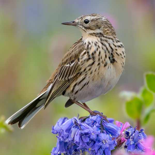 Meadow Pipit