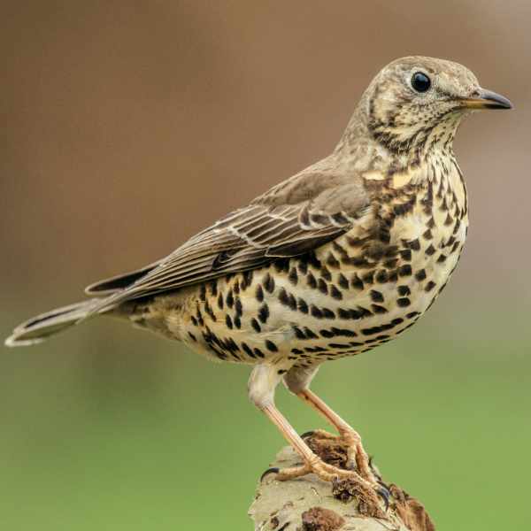 Mistle Thrush