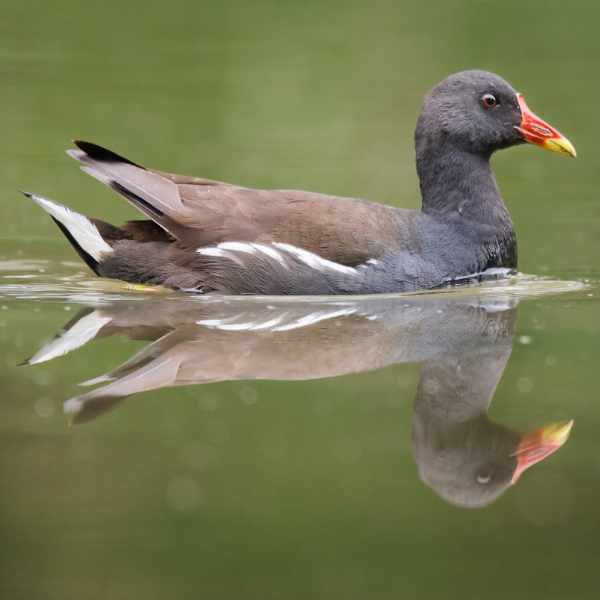 Moorhen