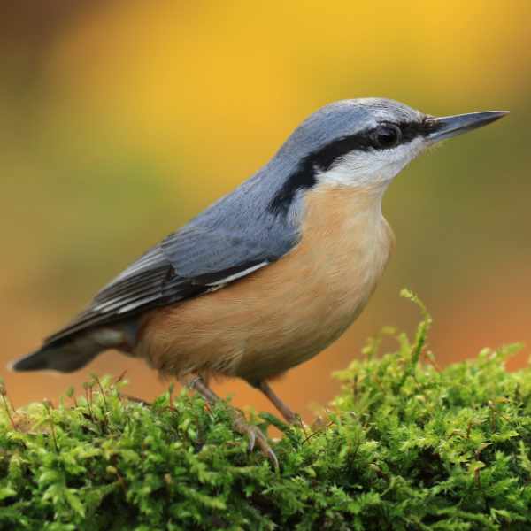 Nuthatch 