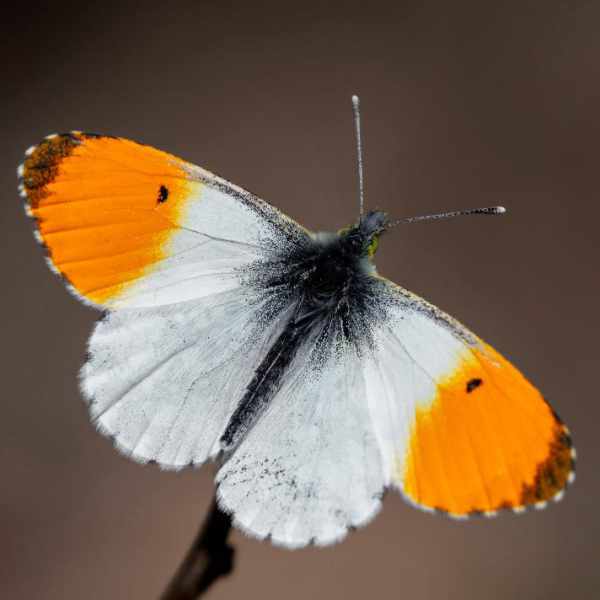 Orange-tip butterfly