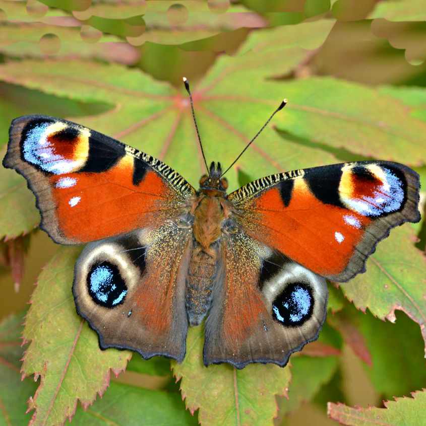 Peacock Butterfly