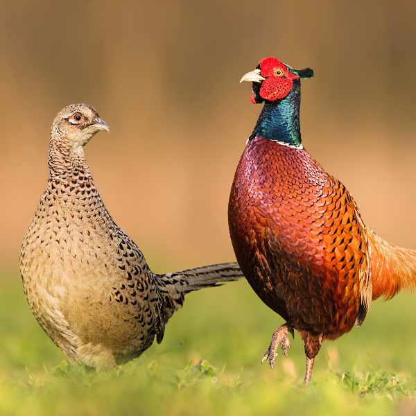 Male and female pheasants 