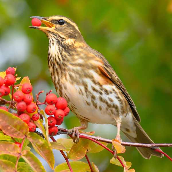 Redwing