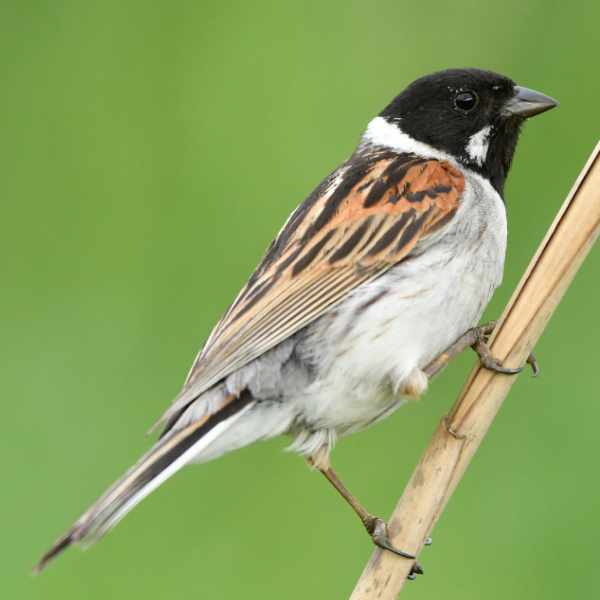 Reed Bunting