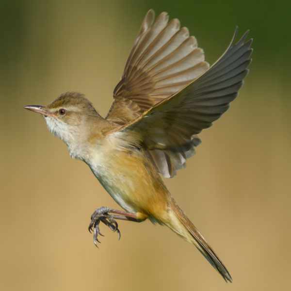 Reed Warbler 