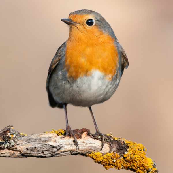 Robin