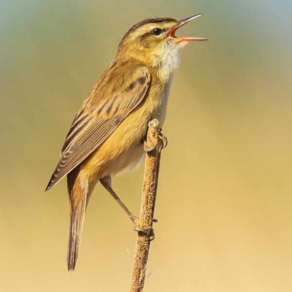 Sedge Warbler 