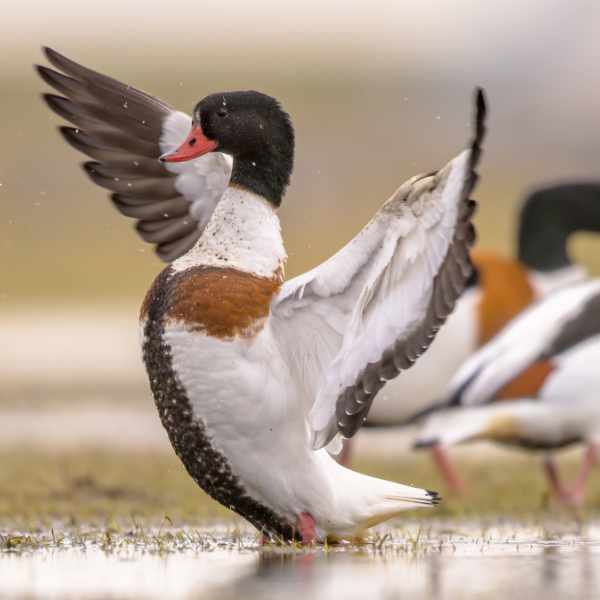 Shelduck