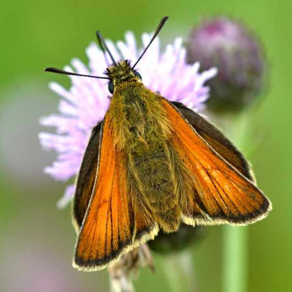 Small Skipper Butterfly