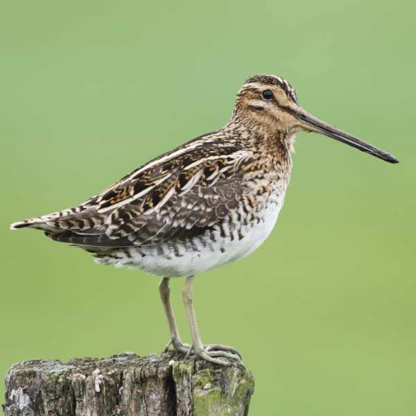 Common Snipe