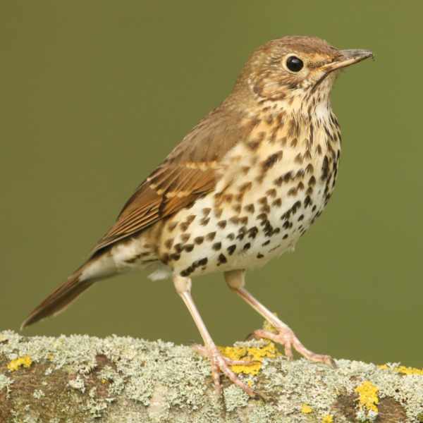 Song Thrush