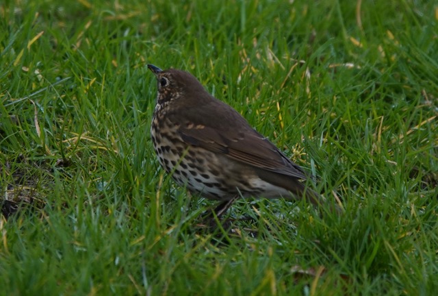 Song Thrush