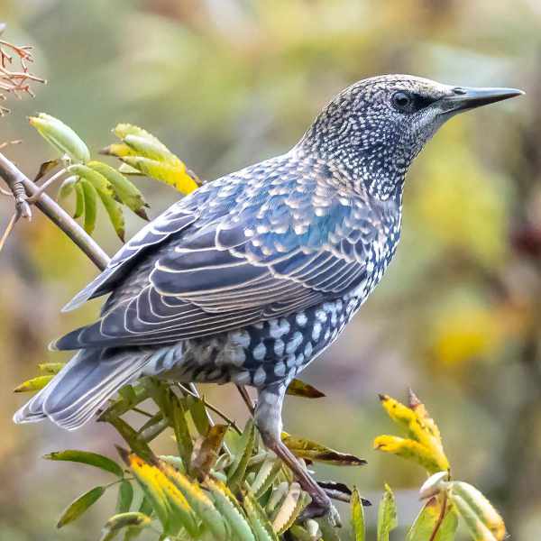 Starling 