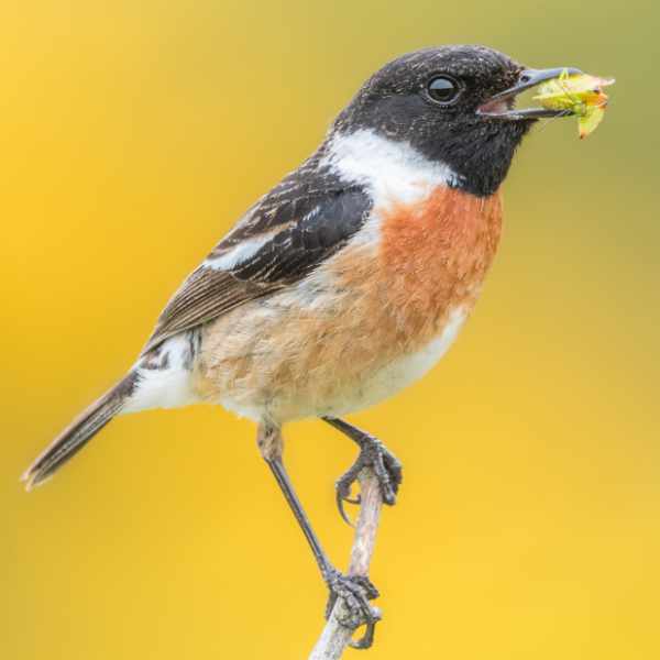 Stonechat