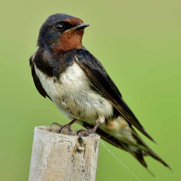 Swallow 