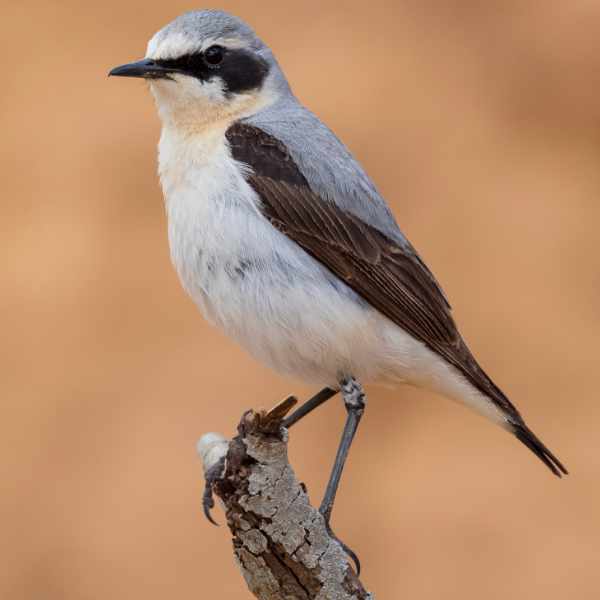 Wheatear