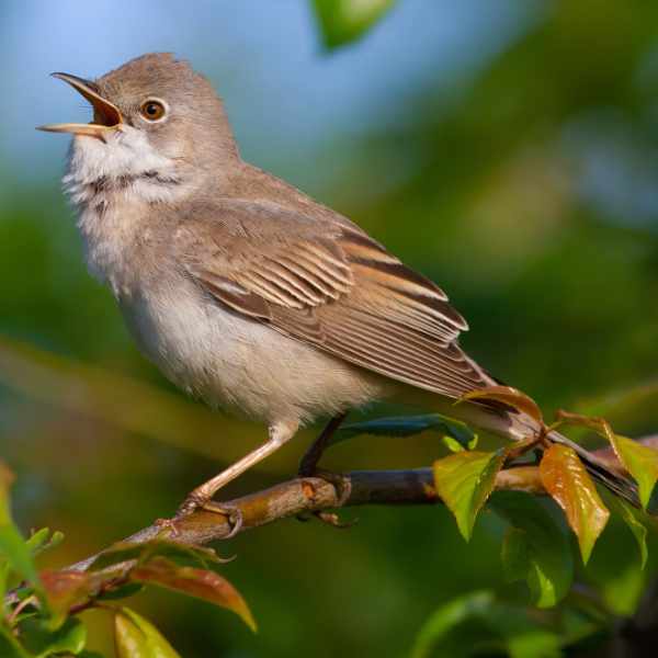 Common Whitethroat