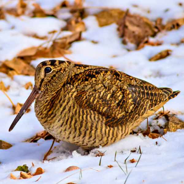 Woodcock