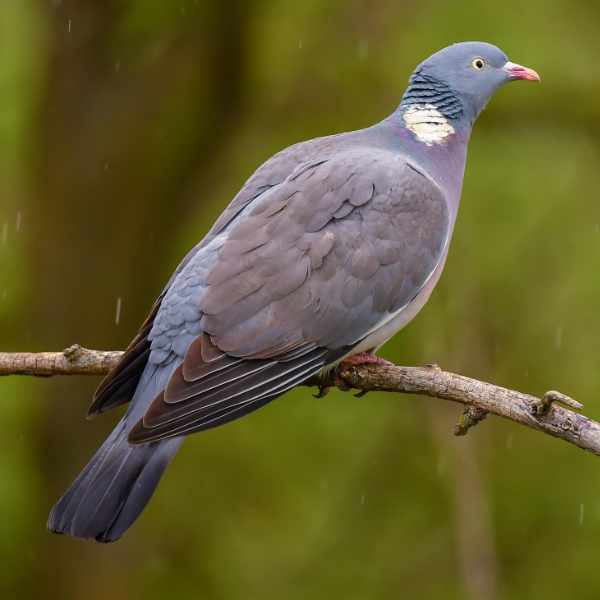 Woodpigeon