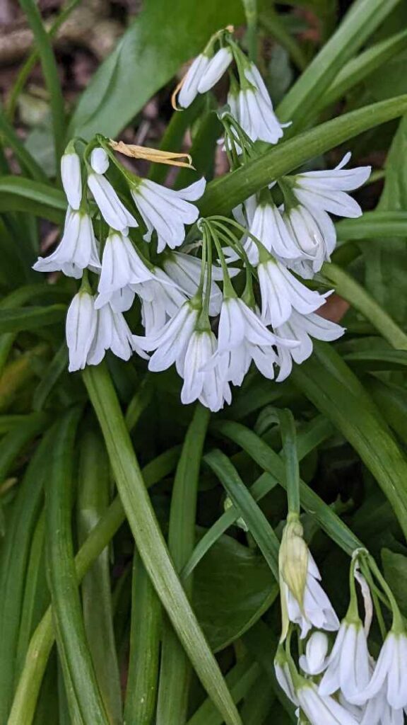 3 Cornered Garlic