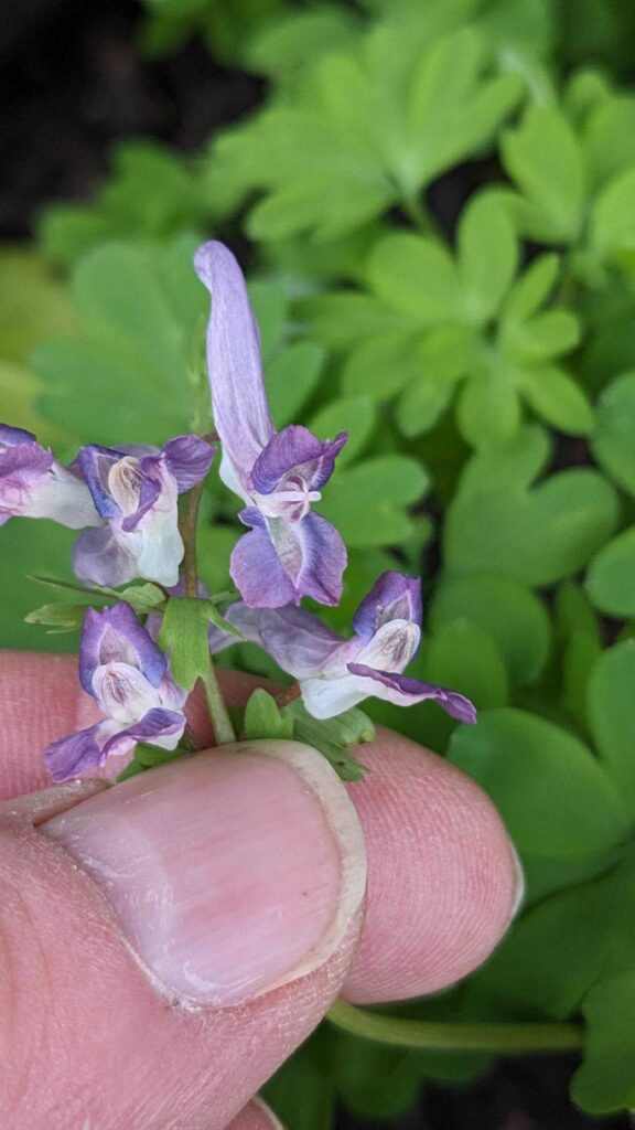 Bird in a bush flower - Corydalis solida