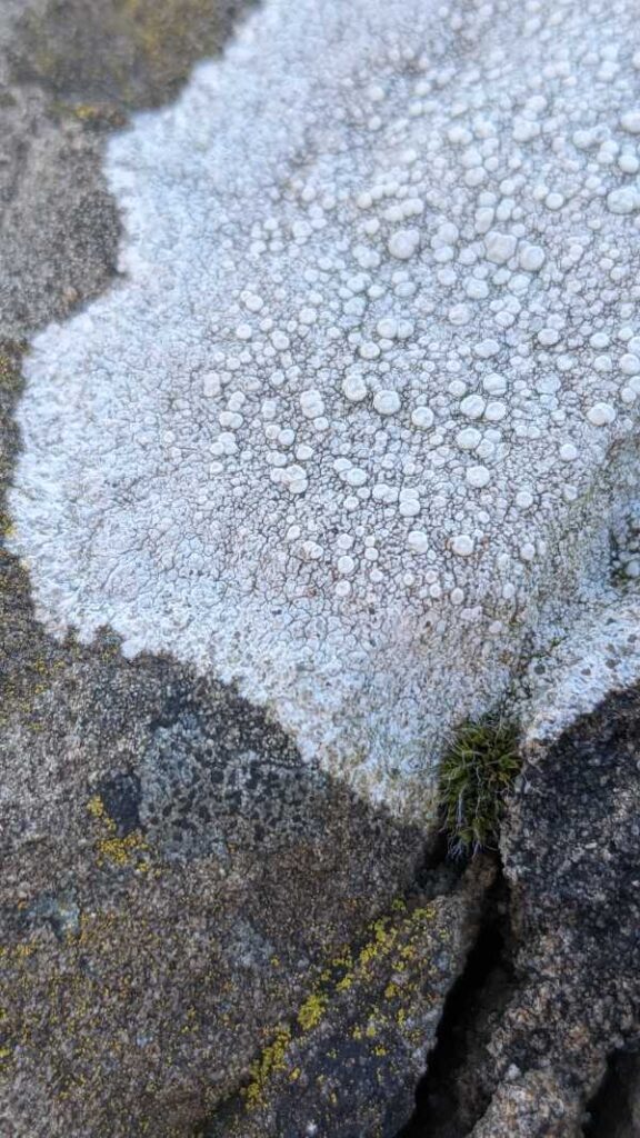 Crawfish Lichen on wall at Aldcliffe Road