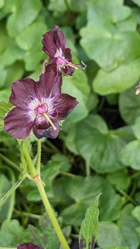 Dusky Cranesbill