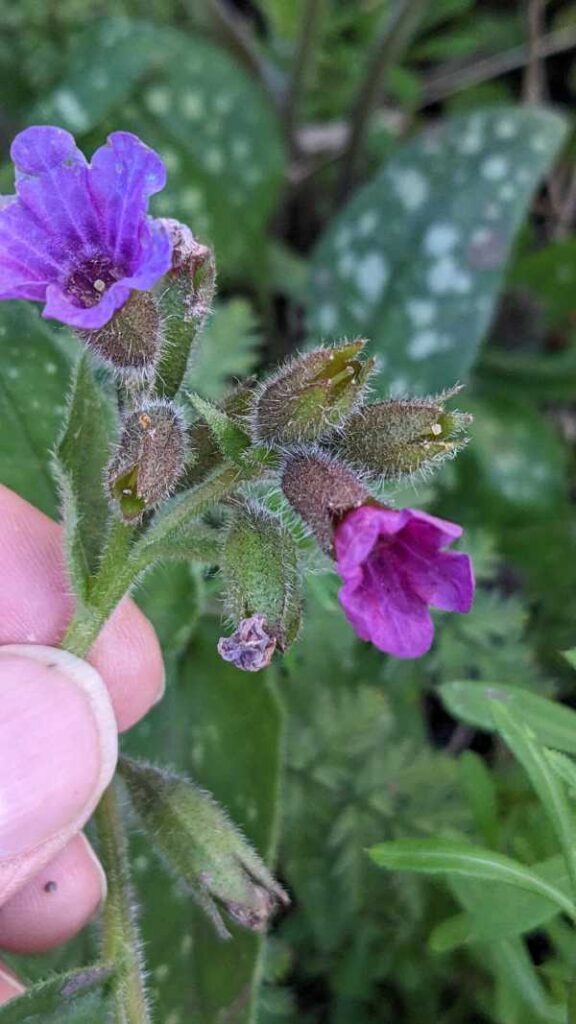 Lungwort