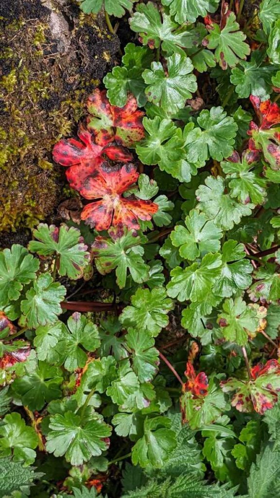 Shining Crane's-bill