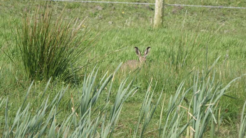 brown hare in west field