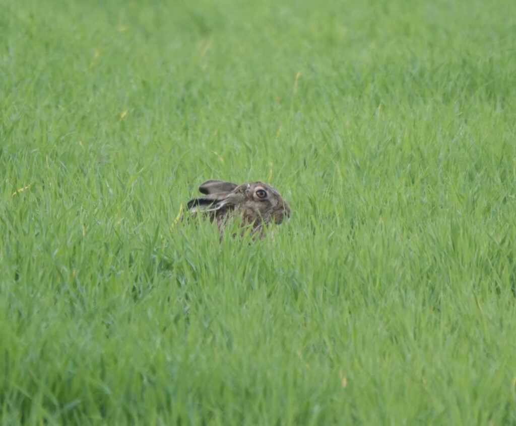 Hare in Flora Field