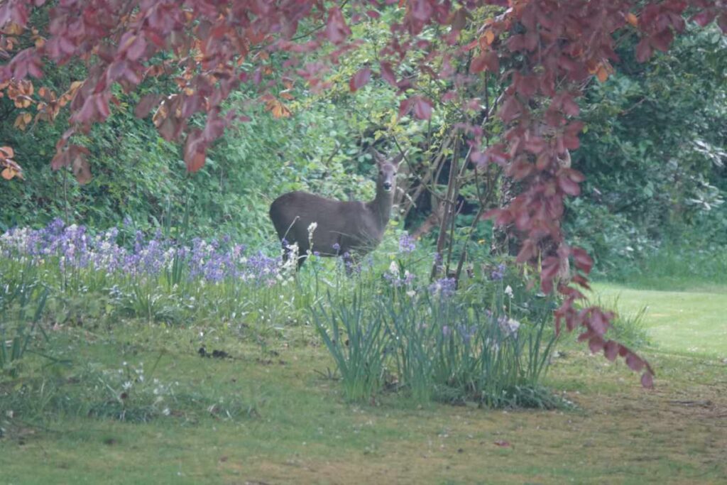 Roe deer  in garden near Upper Sowerholme