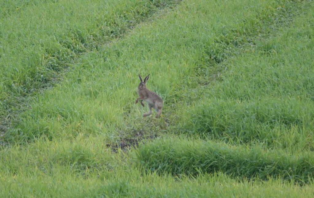 Brown hare jumping in Flora Field