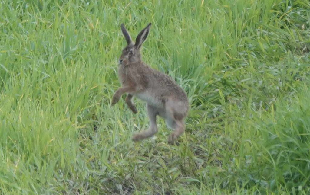 Brown hare jumping in Flora Field close up