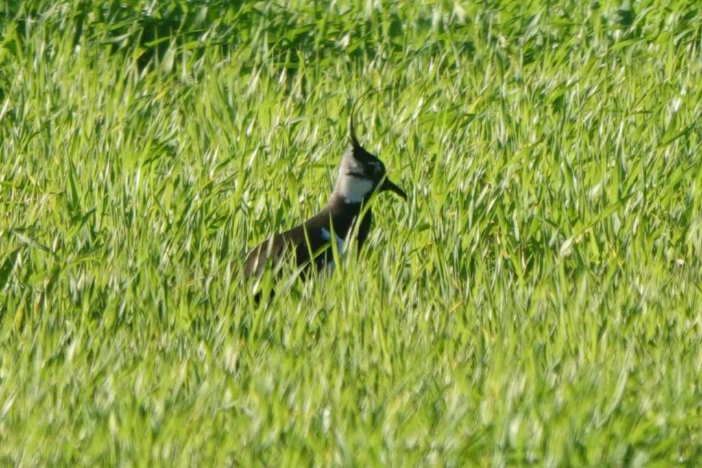 Lapwing in Flora Field close up 