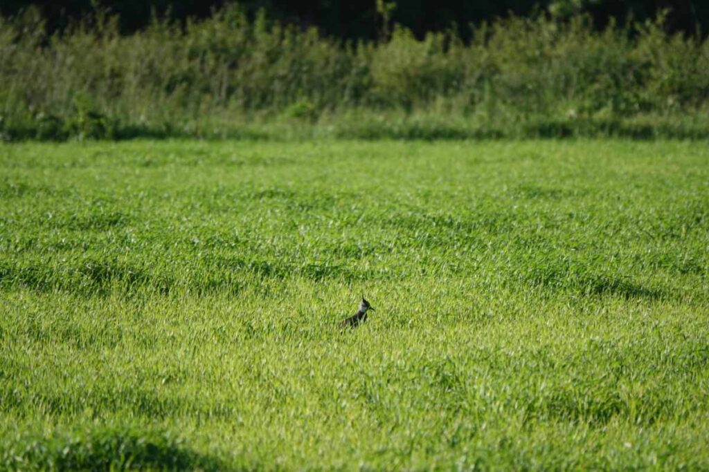 Lapwing  in Flora Field wide shot