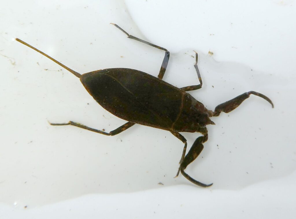 Water Scorpion