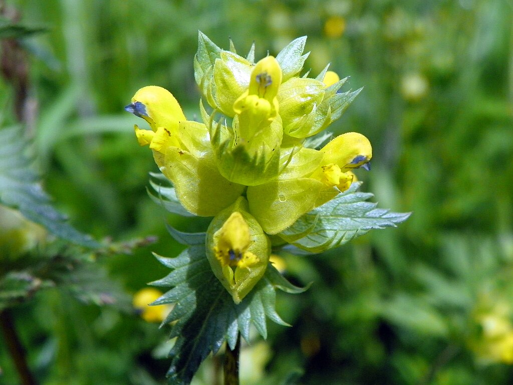 Yellow Rattle flower