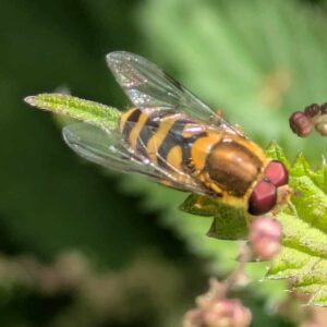Common Flower Flies