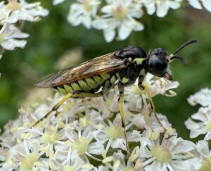 Broadbar Clover Sawfly