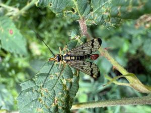 Common European Scorpionfly
