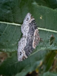 Dark-barred Twin-spot Carpet Moth