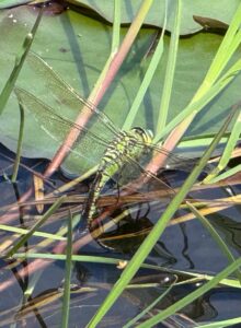 Emperor Dragonfly