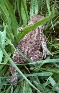 European Toad