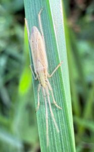 Grass bug 