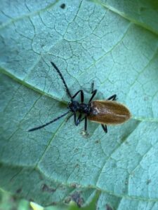 Rough-haired Lagria Beetle 