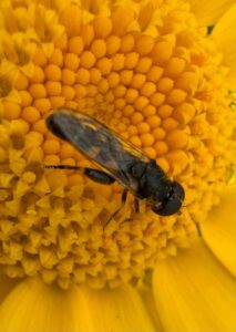 Thick-legged hover fly