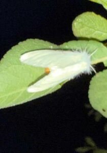 Yellow-tail Moth